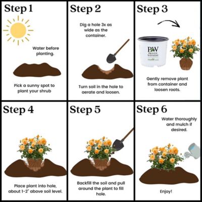 Image showing 7 th Proven Winners 2 gal. Orange Potted At Last Rose Shrub Bush