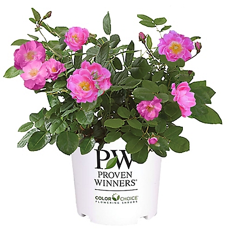 Proven Winners 2 gal. Oso Easy Double Pink Rose Plant