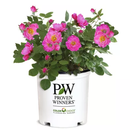 Proven Winners 2 gal Oso Easy double pink rose plant in pot Bushes