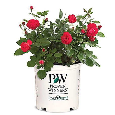 Proven Winners 2 gal. Oso Easy Double Red Rose Plant