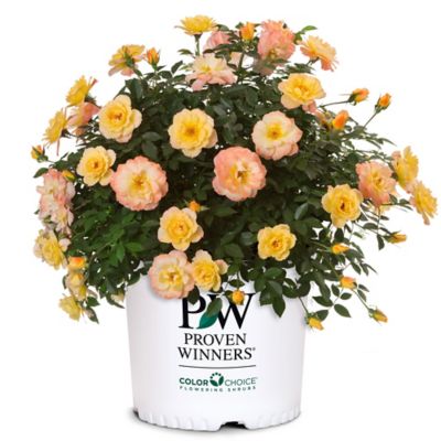 Proven Winners Oso Easy Italian Ice Rose Plant, 2 Gal., 16884 | Proven ...