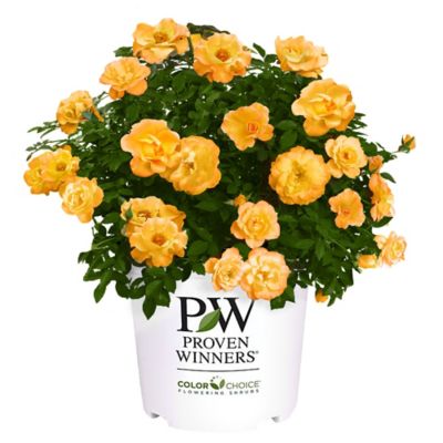 Proven Winners 2 gal. Potted Sunorita Rose Plant