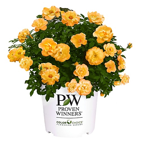 Proven Winners 2 gal. Sunorita Rose Plant