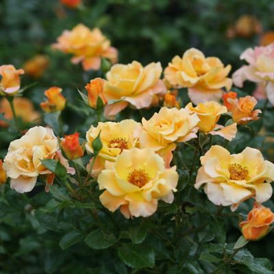 Image showing  2 gal. Potted Sunorita Rose Bush