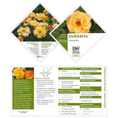 Image showing  2 gal. Potted Sunorita Rose Bush