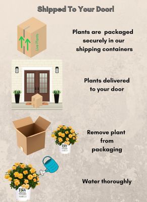 Image showing 6 th Proven Winners 2 gal. Potted Sunorita Rose Bush