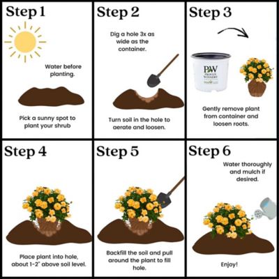 Image showing 7 th Proven Winners 2 gal. Potted Sunorita Rose Bush
