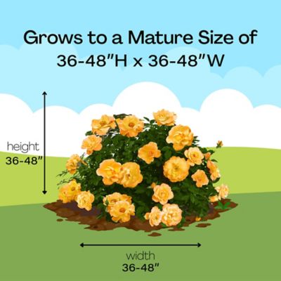 Image showing 8 th Proven Winners 2 gal. Potted Sunorita Rose Bush