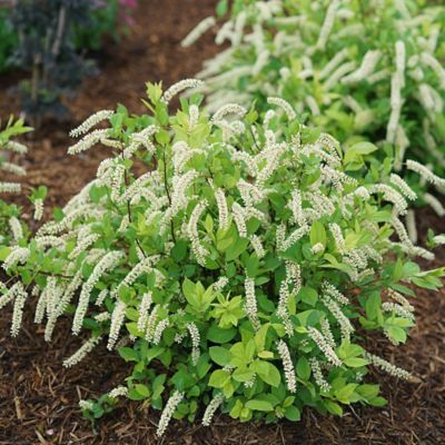 Image showing  2 gal. Potted Itea Scentlandia Sweetspire Shrub Bush