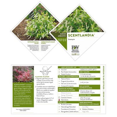 Image showing  2 gal. Potted Itea Scentlandia Sweetspire Shrub Bush