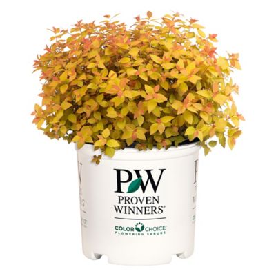 Proven Winners 2 gal. Double Play Candy Corn Spirea Shrub