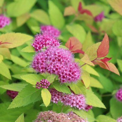 Image showing  2 gal. Potted Double Play Candy Corn Spirea Shrub