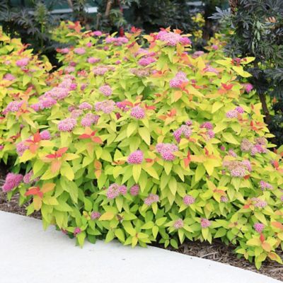 Image showing  2 gal. Potted Double Play Candy Corn Spirea Shrub