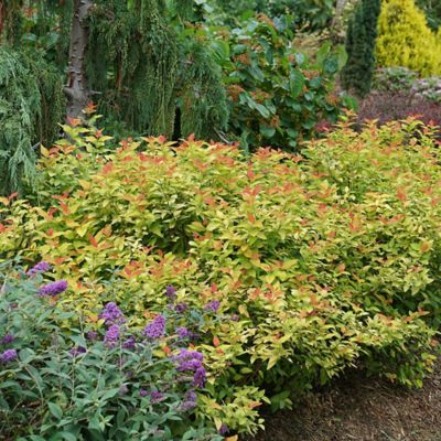 Image showing  2 gal. Potted Double Play Candy Corn Spirea Shrub