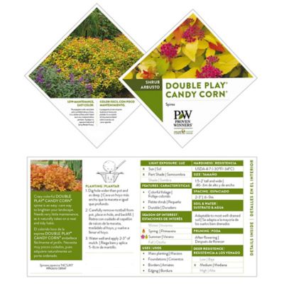 Image showing  2 gal. Potted Double Play Candy Corn Spirea Shrub