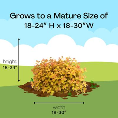 Image showing 8 th Proven Winners 2 gal. Potted Red/Yellow/Orange Double Play Candy Corn Spirea Shrub Bush