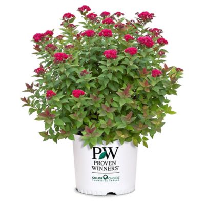 Proven Winners 2 gal. Potted Double Play Doozie Spirea Shrub