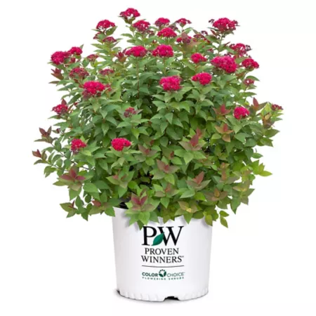 Proven Winners 2 gal Doozie Double Play Spirea Shrub in Pot Bushes