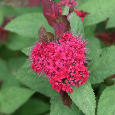 Image showing  2 gal. Potted Double Play Doozie Spirea Shrub
