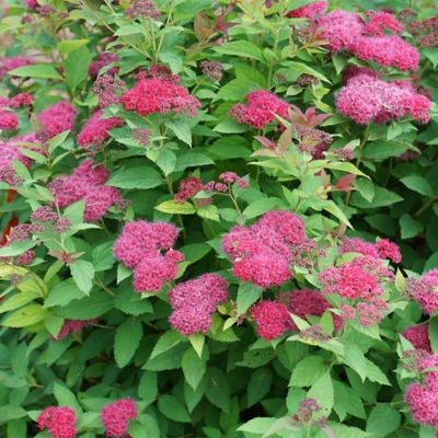Image showing  2 gal. Potted Double Play Doozie Spirea Shrub