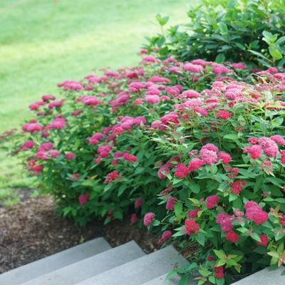 Image showing  2 gal. Potted Double Play Doozie Spirea Shrub