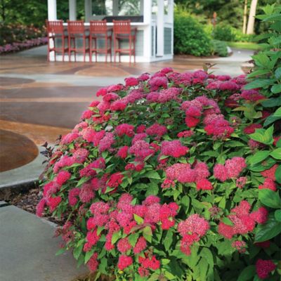 Image showing  2 gal. Potted Double Play Doozie Spirea Shrub