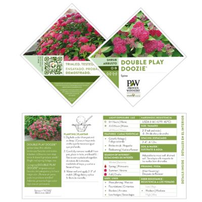 Image showing 5 th Proven Winners 2 gal. Potted Double Play Doozie Spirea Shrub