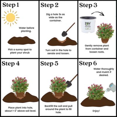 Image showing 8 th Proven Winners 2 gal. Potted Double Play Doozie Spirea Shrub