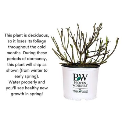 Image showing 9 th Proven Winners 2 gal. Potted Double Play Doozie Spirea Shrub