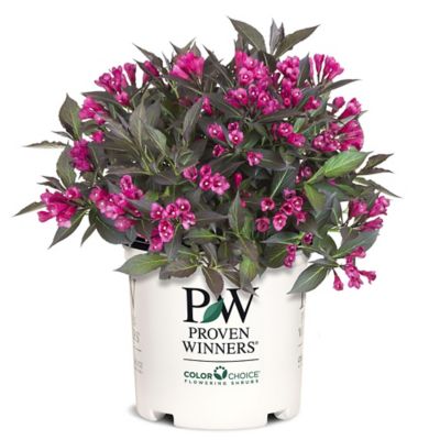 Proven Winners 2 gal. Spilled Wine Weigela Shrub