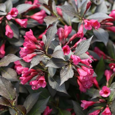 Image showing  2 gal. Potted Purple Spilled Wine Weigela Shrub Bush