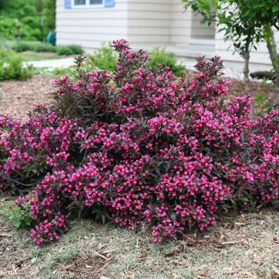 Image showing  2 gal. Potted Purple Spilled Wine Weigela Shrub Bush