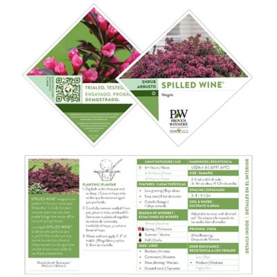 Image showing  2 gal. Potted Purple Spilled Wine Weigela Shrub Bush
