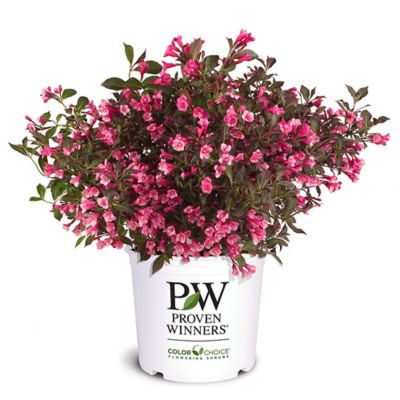 Proven Winners 2 gal. Wine and Roses Weigela Shrub