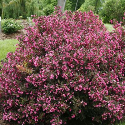 Image showing  2 gal. Potted Wine and Roses Weigela Shrub