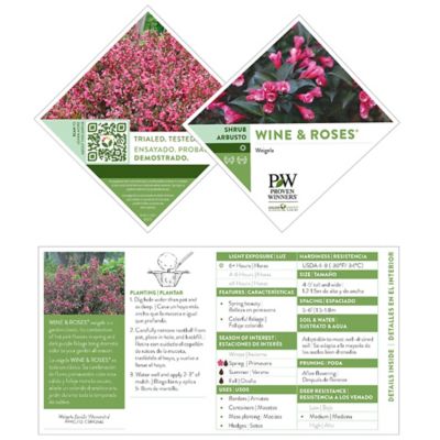 Image showing  2 gal. Potted Wine and Roses Weigela Shrub