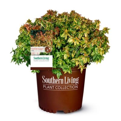 Southern Living 2 Gal. Kaleidoscope Abelia Shrub