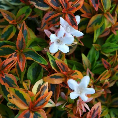 Image showing  2 gal. Potted Kaleidoscope Abelia Shrub