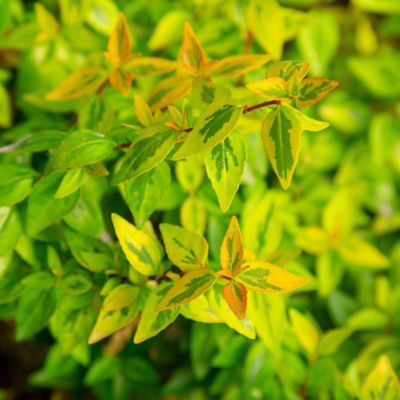 Image showing  2 gal. Potted Kaleidoscope Abelia Shrub