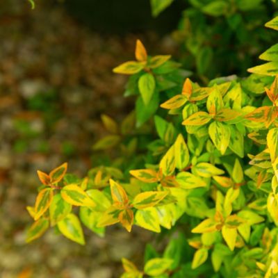 Image showing  2 gal. Potted Kaleidoscope Abelia Shrub