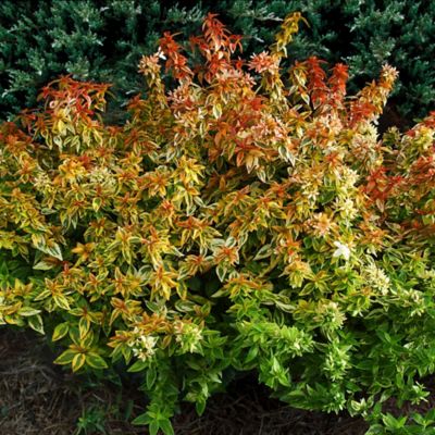 Image showing  2 gal. Potted Kaleidoscope Abelia Shrub