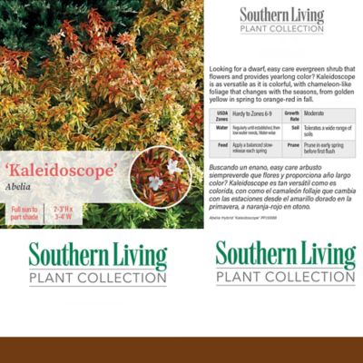 Image showing 5 th Southern Living 2 gal. Potted Kaleidoscope Abelia Shrub