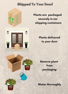 Image showing 7 th Southern Living 2 gal. Potted Kaleidoscope Abelia Shrub