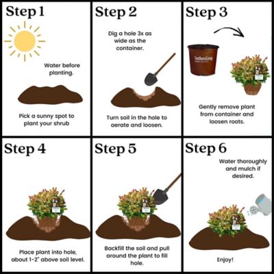 Image showing 8 th Southern Living 2 gal. Potted Kaleidoscope Abelia Shrub