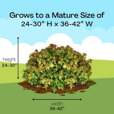 Image showing 9 th Southern Living 2 gal. Potted Kaleidoscope Abelia Shrub