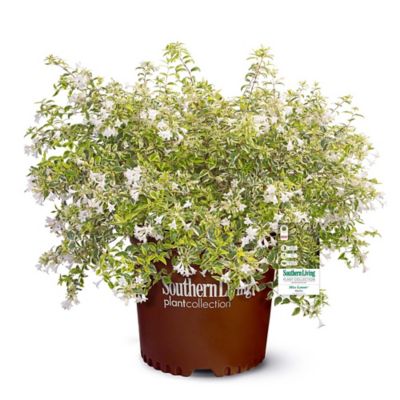Southern Living 2 gal. Potted Miss Lemon Abelia Shrub