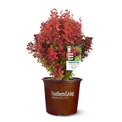 Southern Living 2 gal. Potted Orange Rocket Barberry Shrub