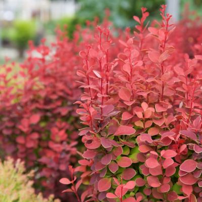 Image showing  2 gal. Potted Orange Rocket Barberry Shrub