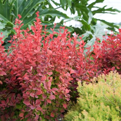Image showing  2 gal. Potted Orange Rocket Barberry Shrub