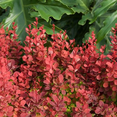 Image showing  2 gal. Potted Orange Rocket Barberry Shrub
